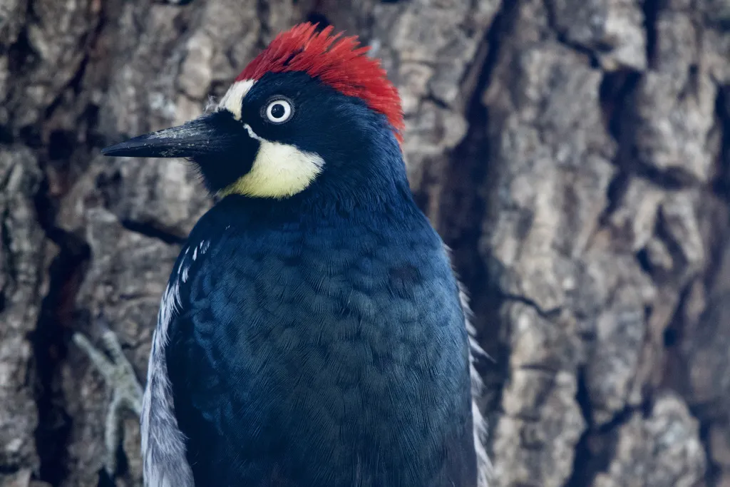 橡树啄木鸟(Melanerpes formicivorus)