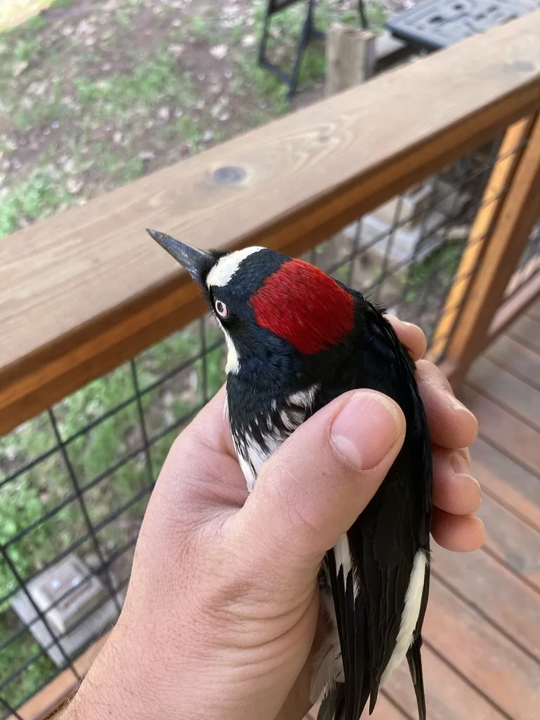 橡树啄木鸟(Melanerpes formicivorus)