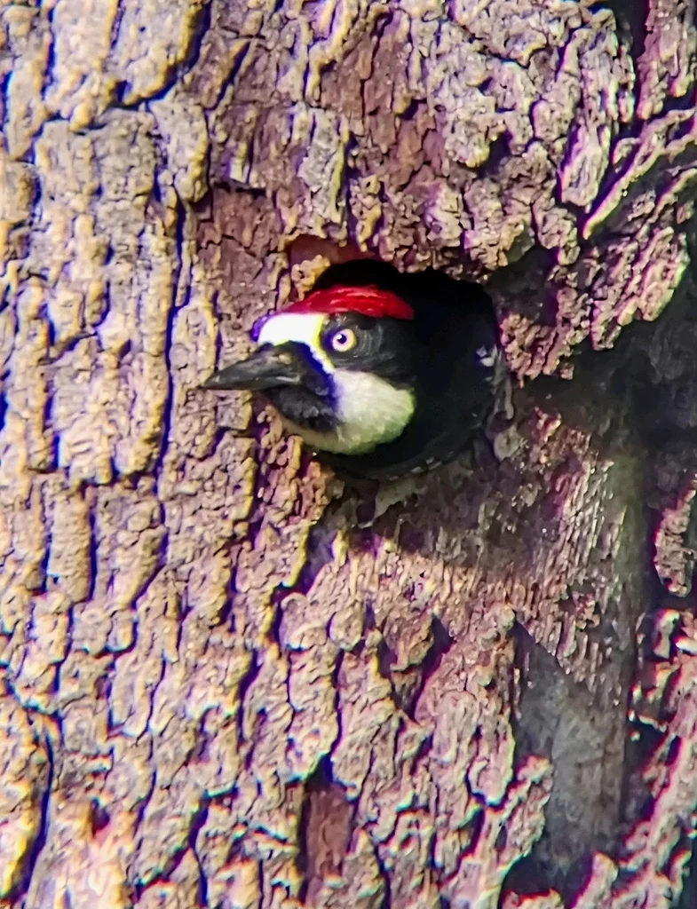 橡树啄木鸟(Melanerpes formicivorus)