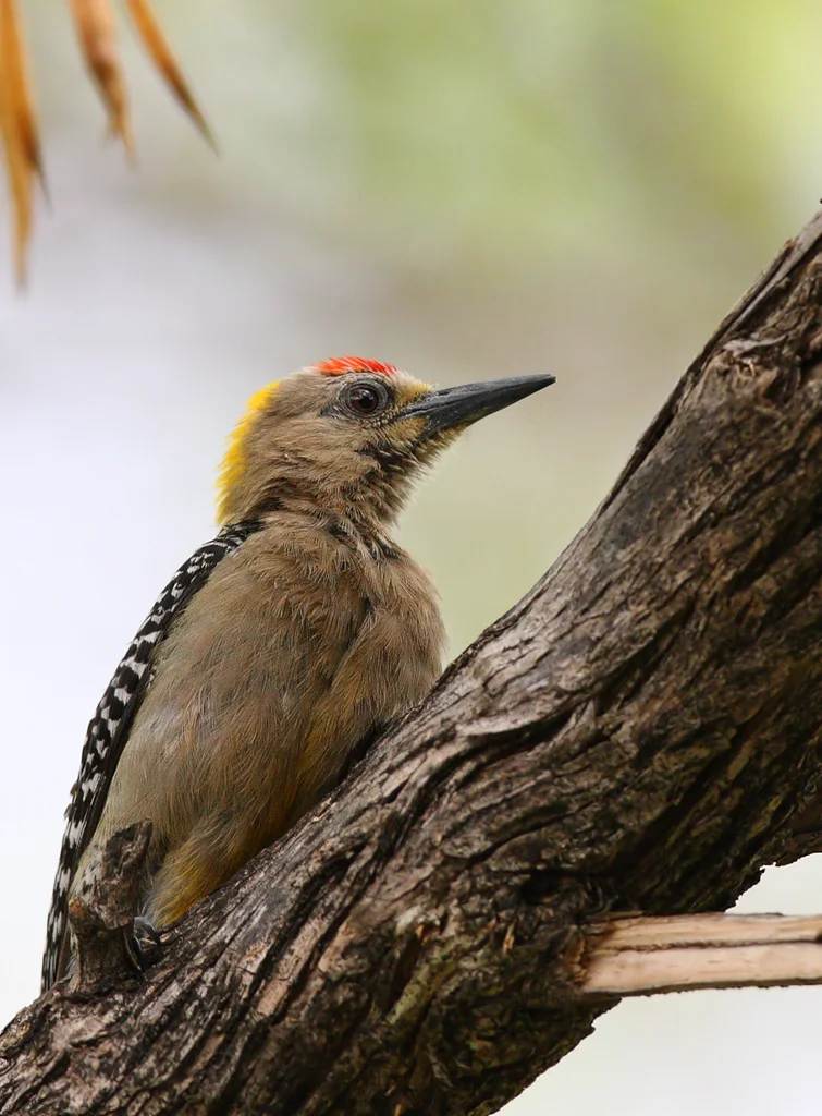 霍氏啄木鸟(Melanerpes hoffmannii)