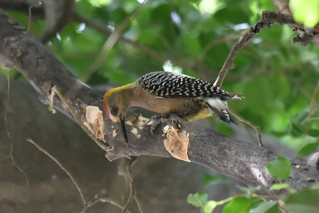 霍氏啄木鸟(Melanerpes hoffmannii)