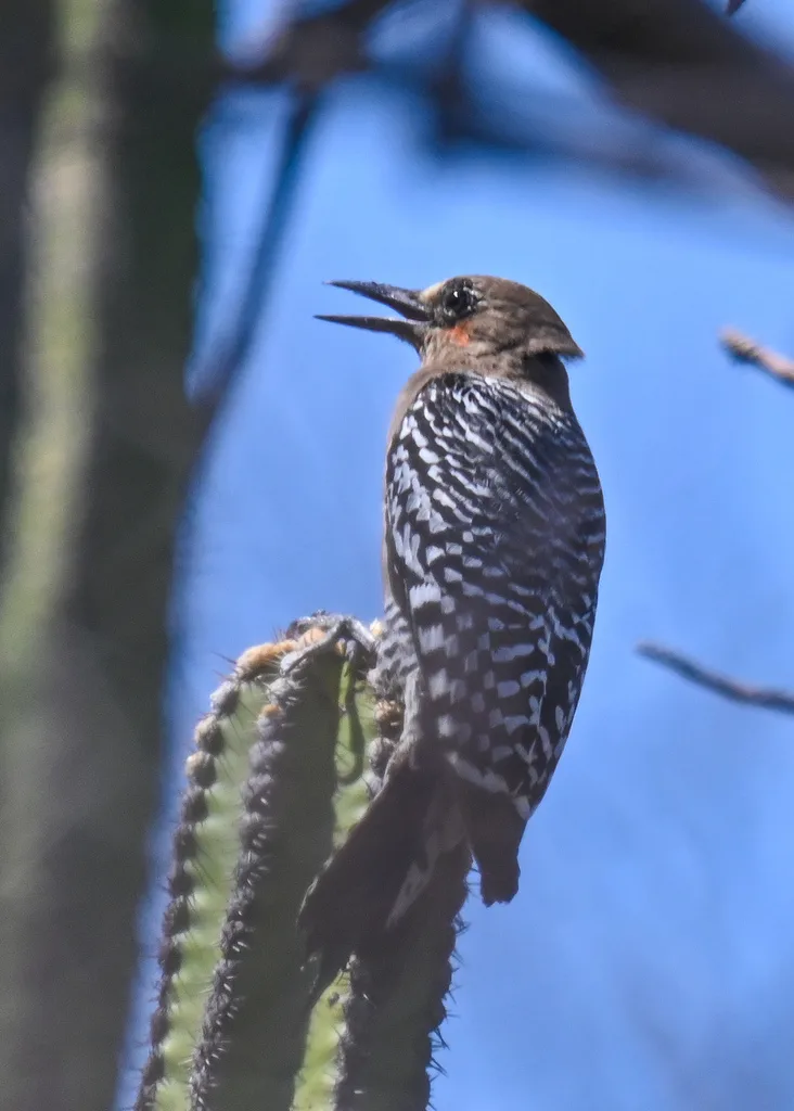 灰胸啄木鸟(Melanerpes hypopolius)