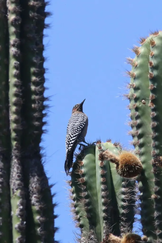 灰胸啄木鸟(Melanerpes hypopolius)