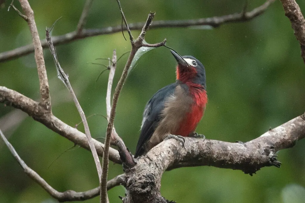 波多黎各啄木鸟(Melanerpes portoricensis)