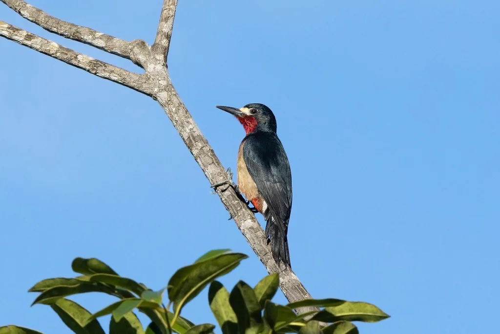 波多黎各啄木鸟(Melanerpes portoricensis)