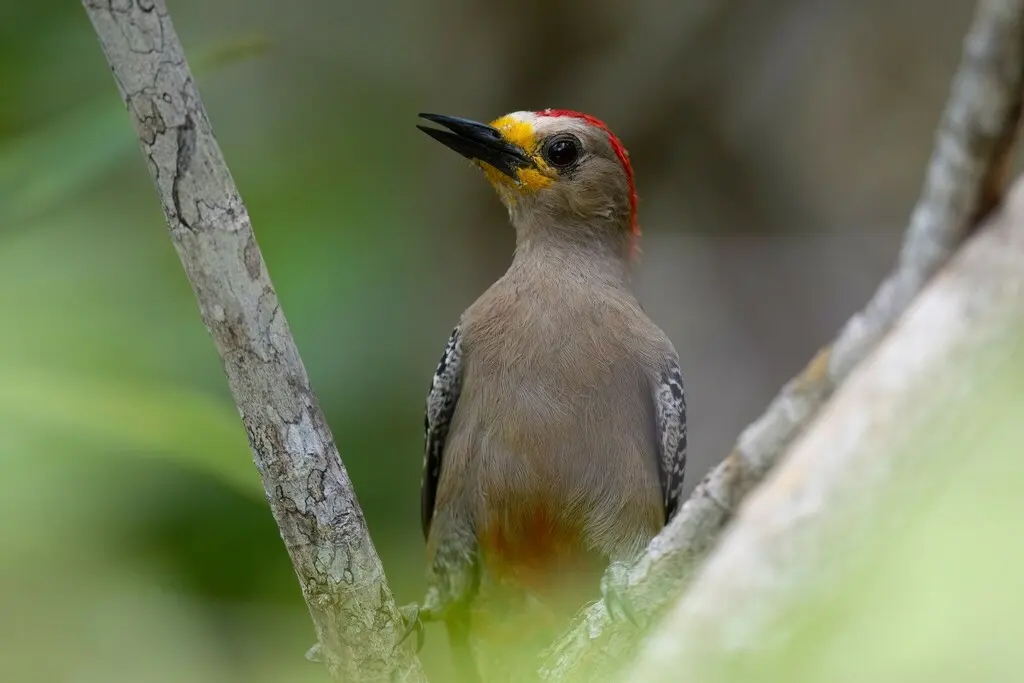 尤卡坦啄木鸟(Melanerpes pygmaeus)