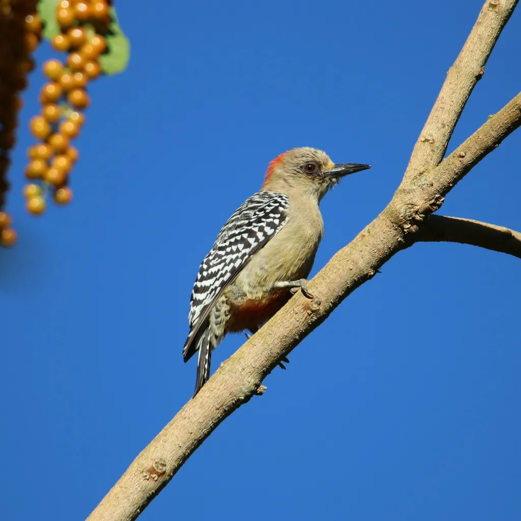 红冠啄木鸟(Melanerpes rubricapillus)
