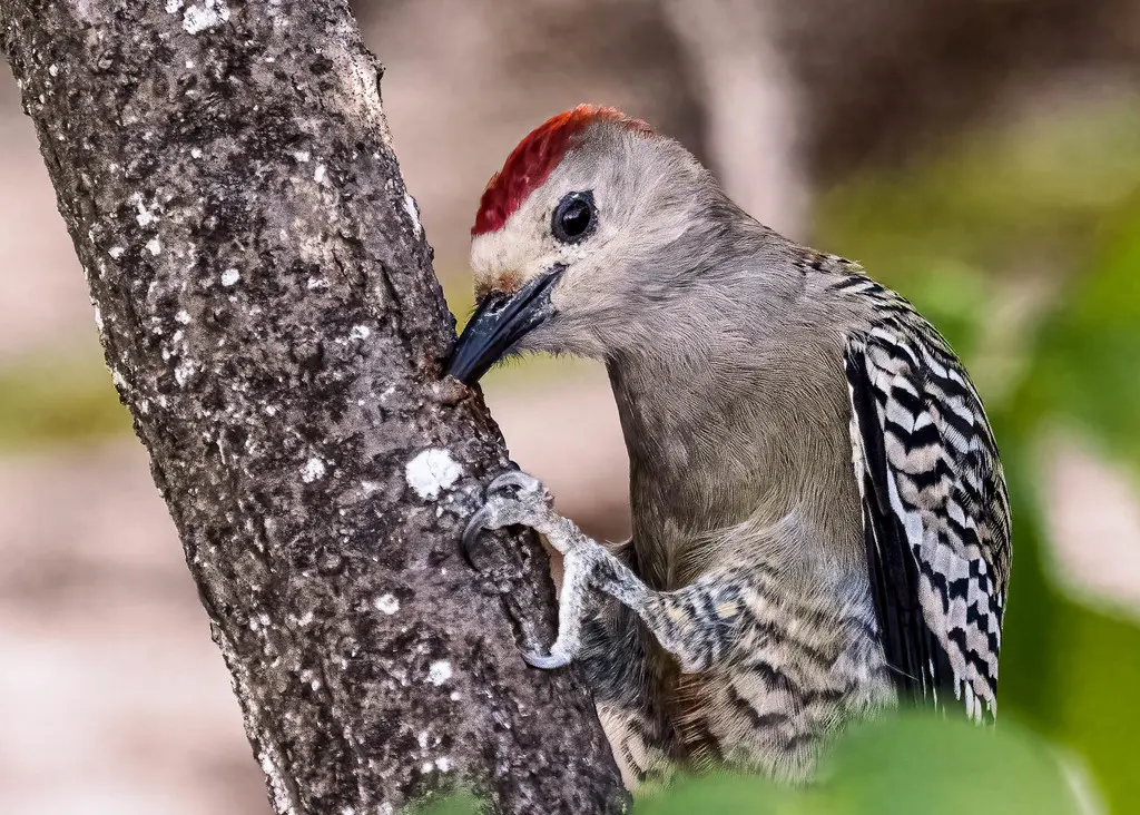 大红腹啄木鸟(Melanerpes superciliaris)