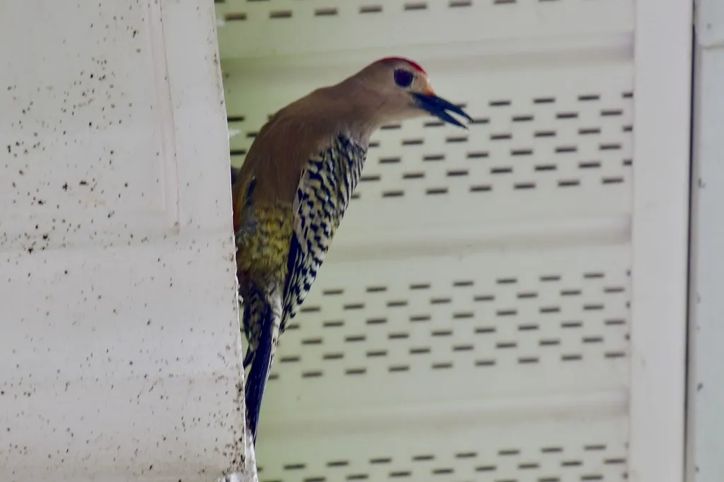 大红腹啄木鸟(Melanerpes superciliaris)