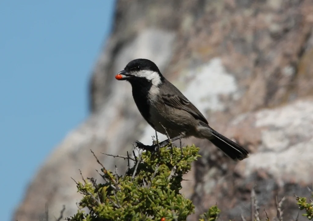 灰山雀(Melaniparus afer)