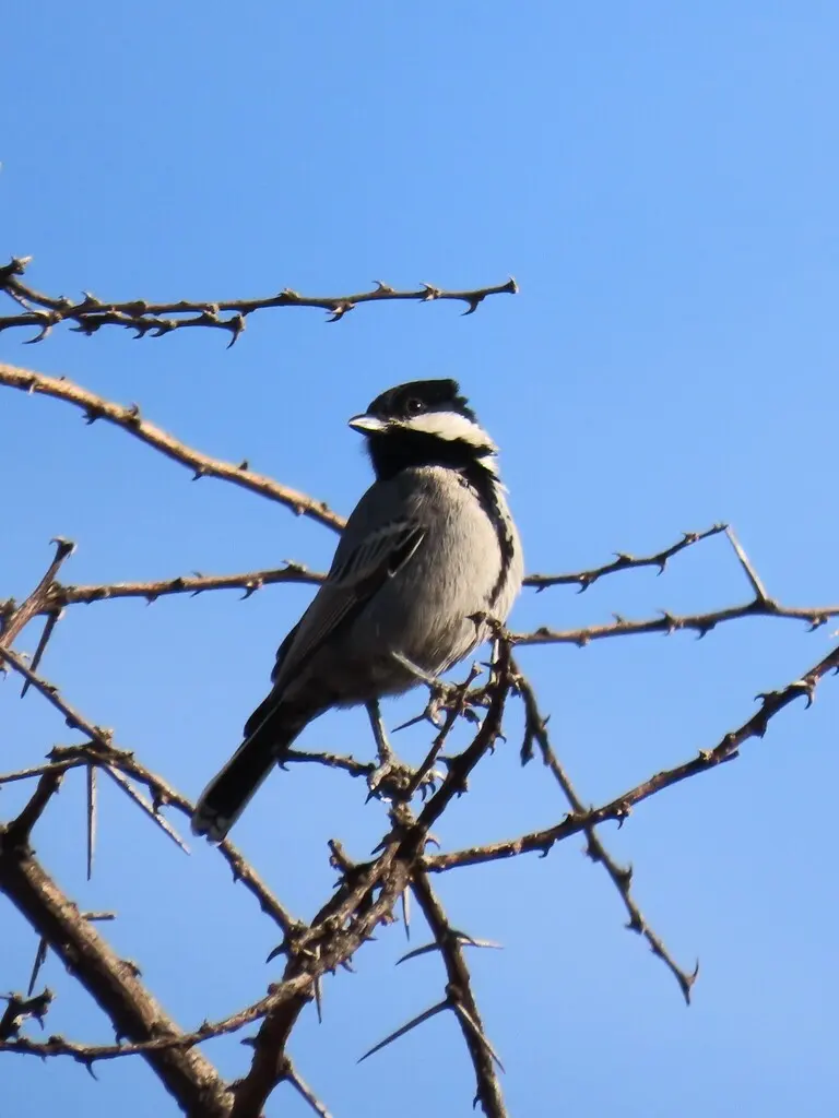 阿卡山雀(Melaniparus cinerascens)