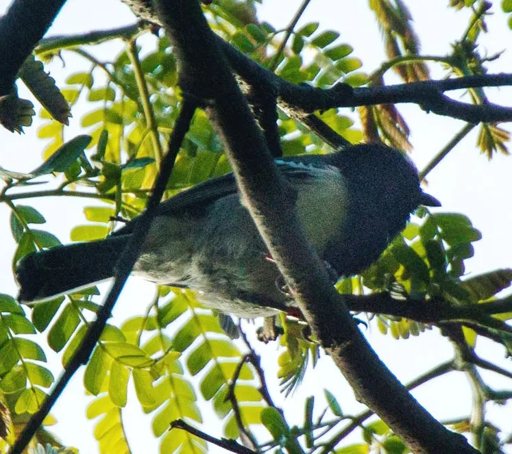 纹胸山雀(Melaniparus fasciiventer)