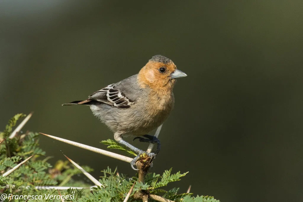 红喉山雀(Melaniparus fringillinus)