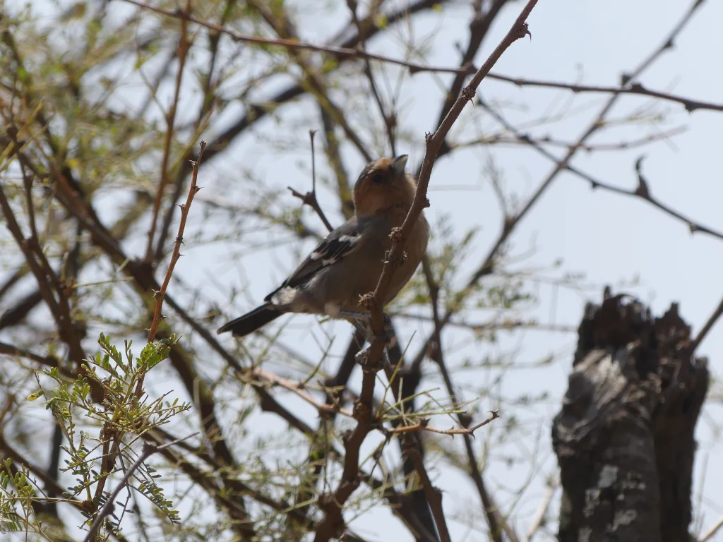 红喉山雀(Melaniparus fringillinus)