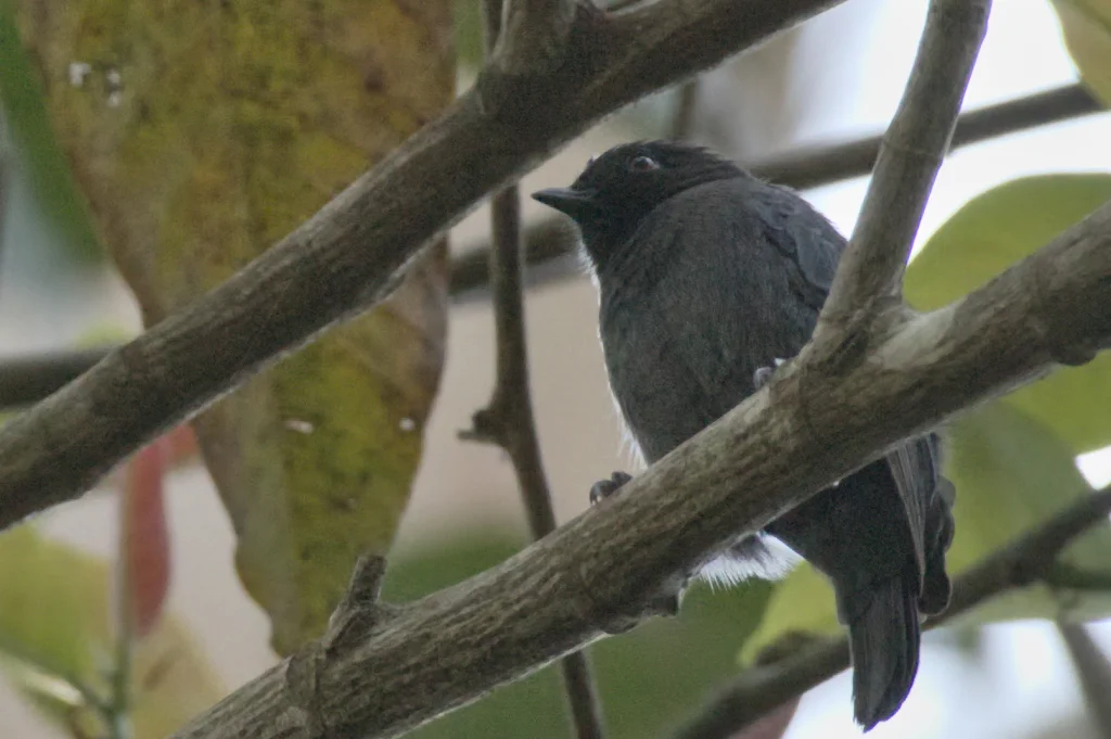 暗色山雀（Melaniparus funereus）