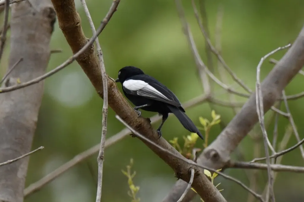 白肩黑山雀(Melaniparus guineensis)