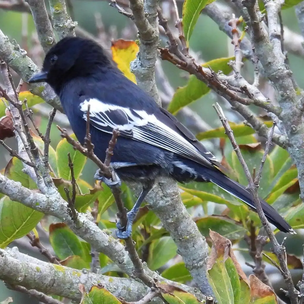 南黑山雀(Melaniparus niger)