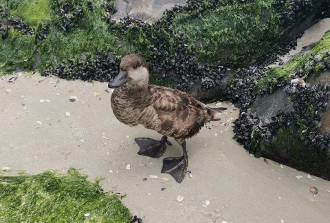 黑海番鸭