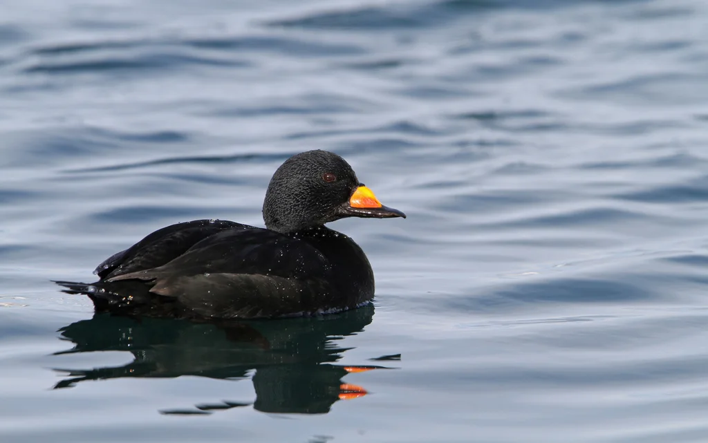 黑海番鸭(Melanitta americana)