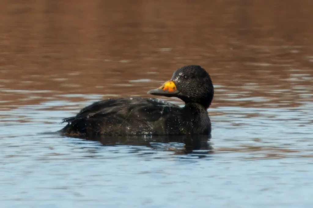 黑海番鸭(Melanitta americana)