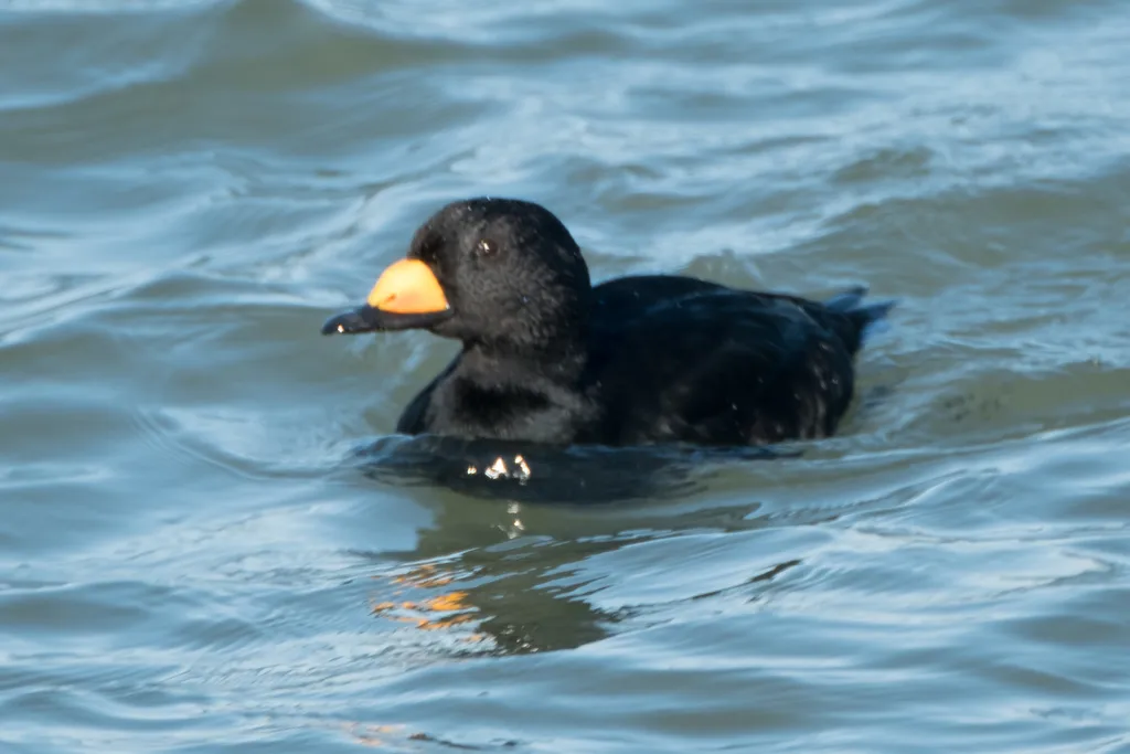 黑海番鸭(Melanitta americana)