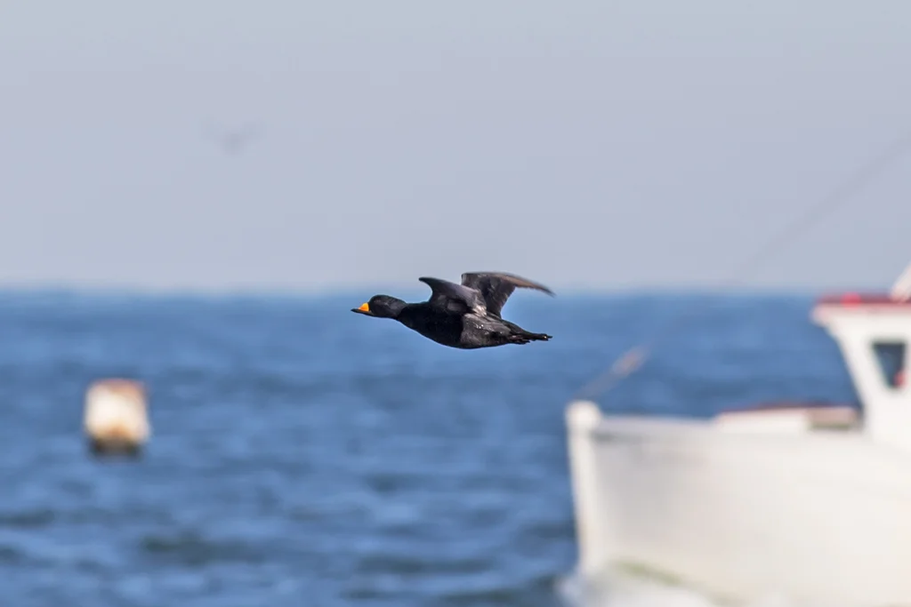 黑海番鸭(Melanitta americana)