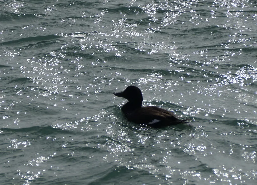 丝绒海番鸭(Melanitta fusca)