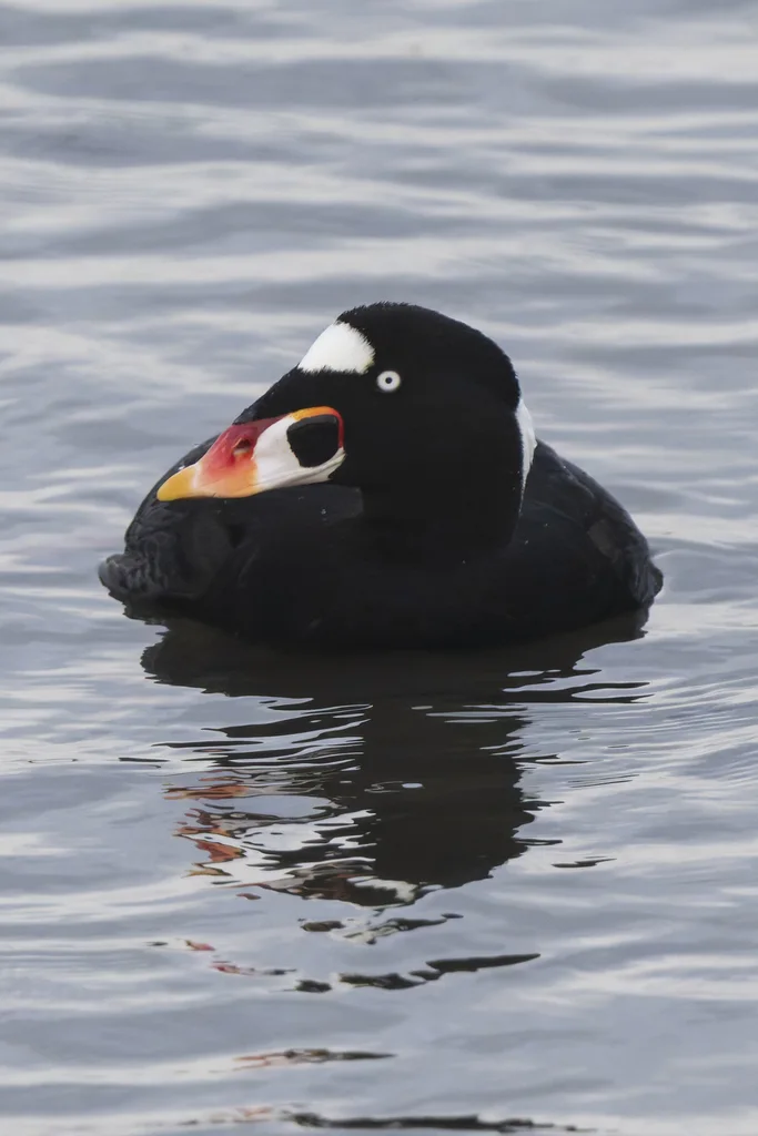 斑头海番鸭(Melanitta perspicillata)