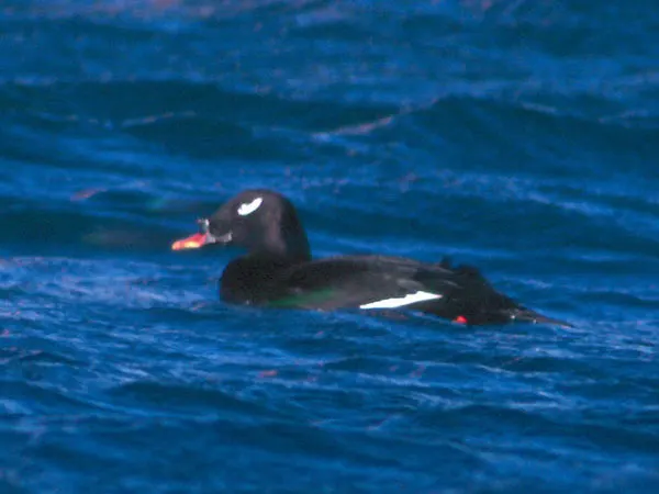 斑脸海番鸭(Melanitta stejnegeri)