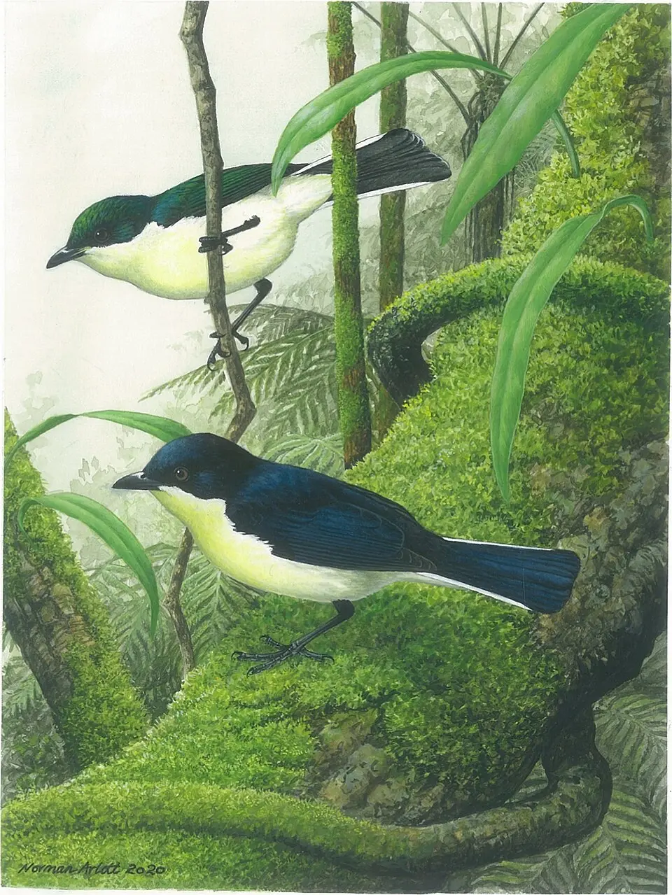 缎蓝啄果鸟(Melanocharis citreola)