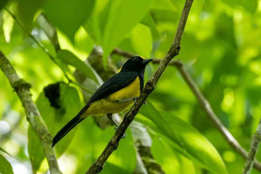 冕雀(Melanochlora sultanea)
