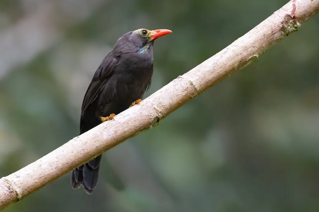 裸头噪鹛(Melanocichla calva)