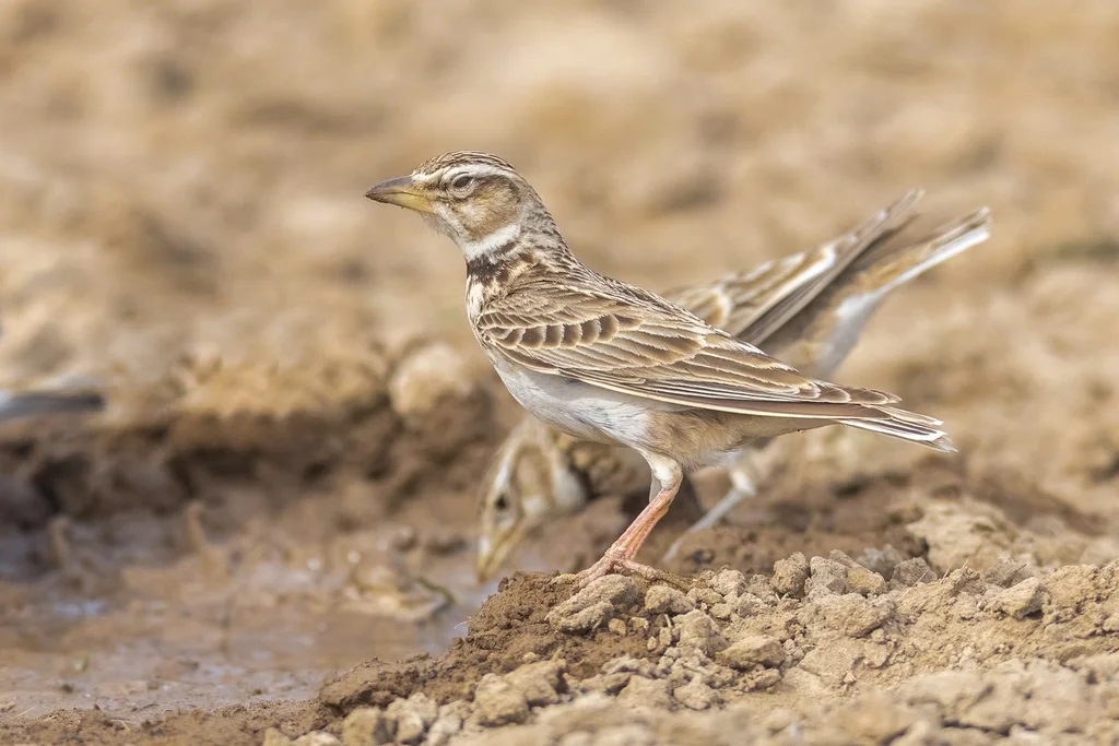 双斑百灵(Melanocorypha bimaculata)
