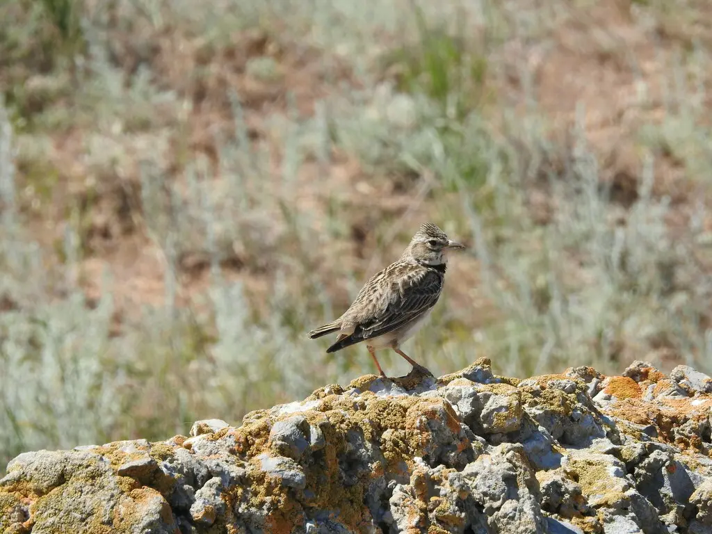 草原百灵（Melanocorypha calandra）