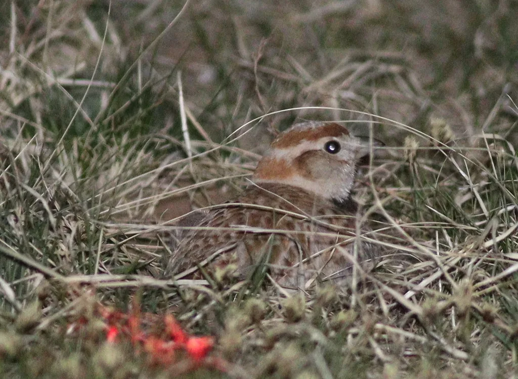 蒙古百灵（Melanocorypha mongolica）