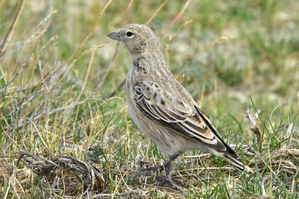 黑百灵(Melanocorypha yeltoniensis)