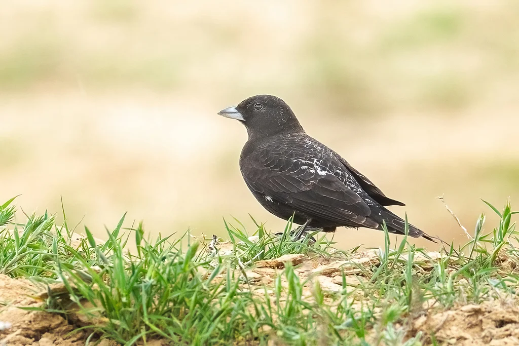 黑百灵(Melanocorypha yeltoniensis)