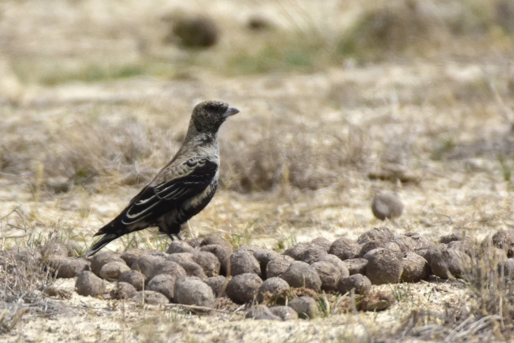 黑百灵(Melanocorypha yeltoniensis)
