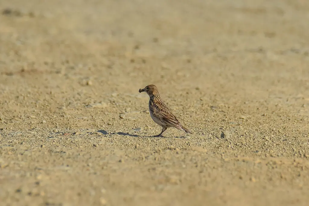 黑百灵(Melanocorypha yeltoniensis)