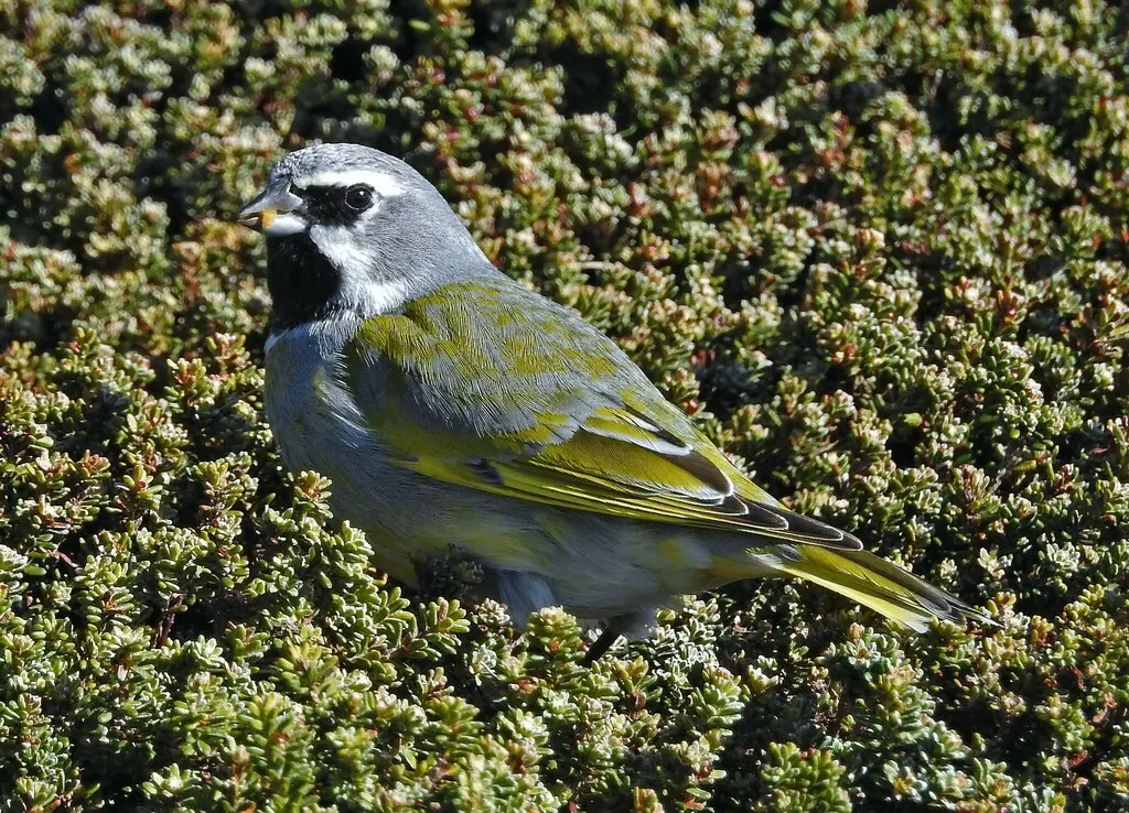 黑喉雀鹀(Melanodera melanodera)