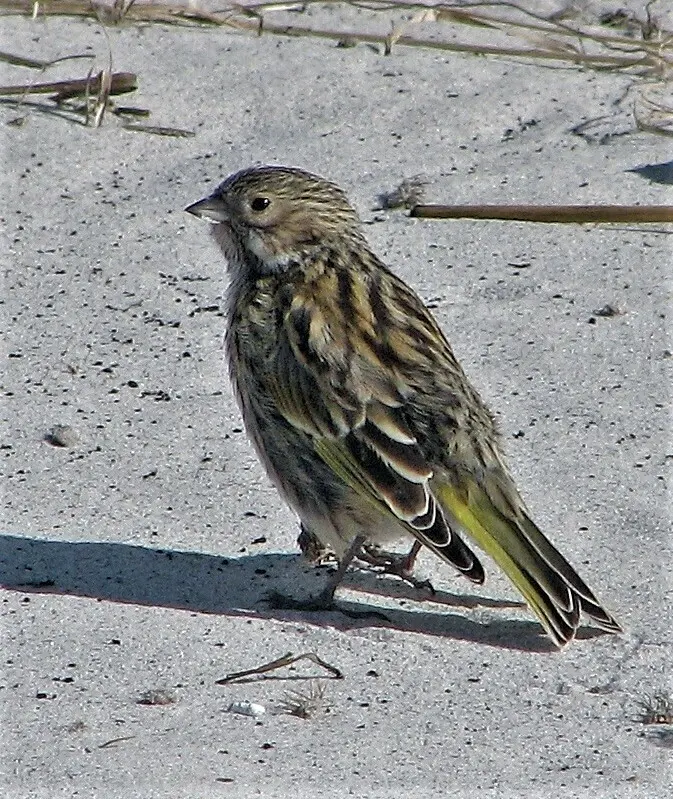 黑喉雀鹀(Melanodera melanodera)