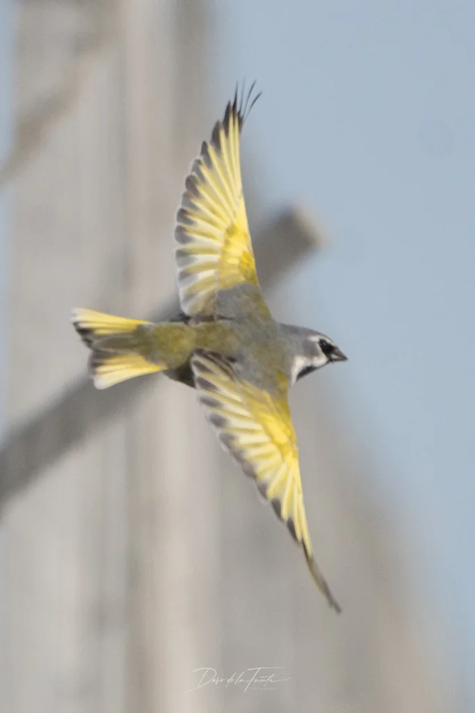 黑喉雀鹀(Melanodera melanodera)
