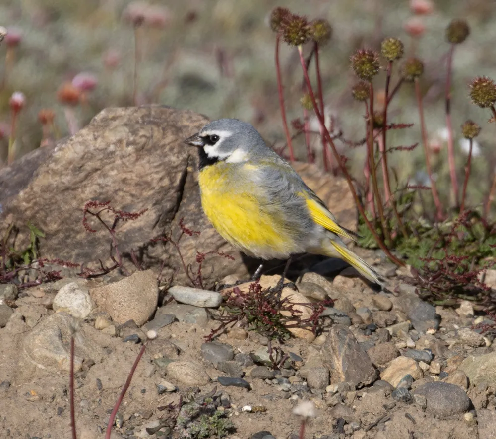 黑喉雀鹀(Melanodera melanodera)