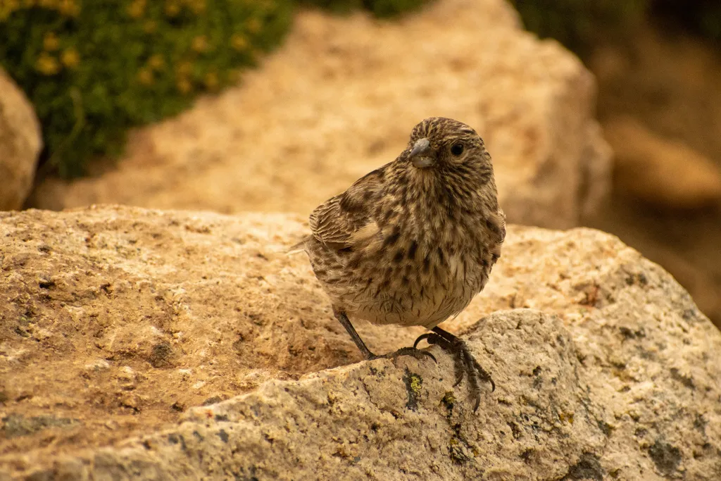 黄纹雀鹀（Melanodera xanthogramma）