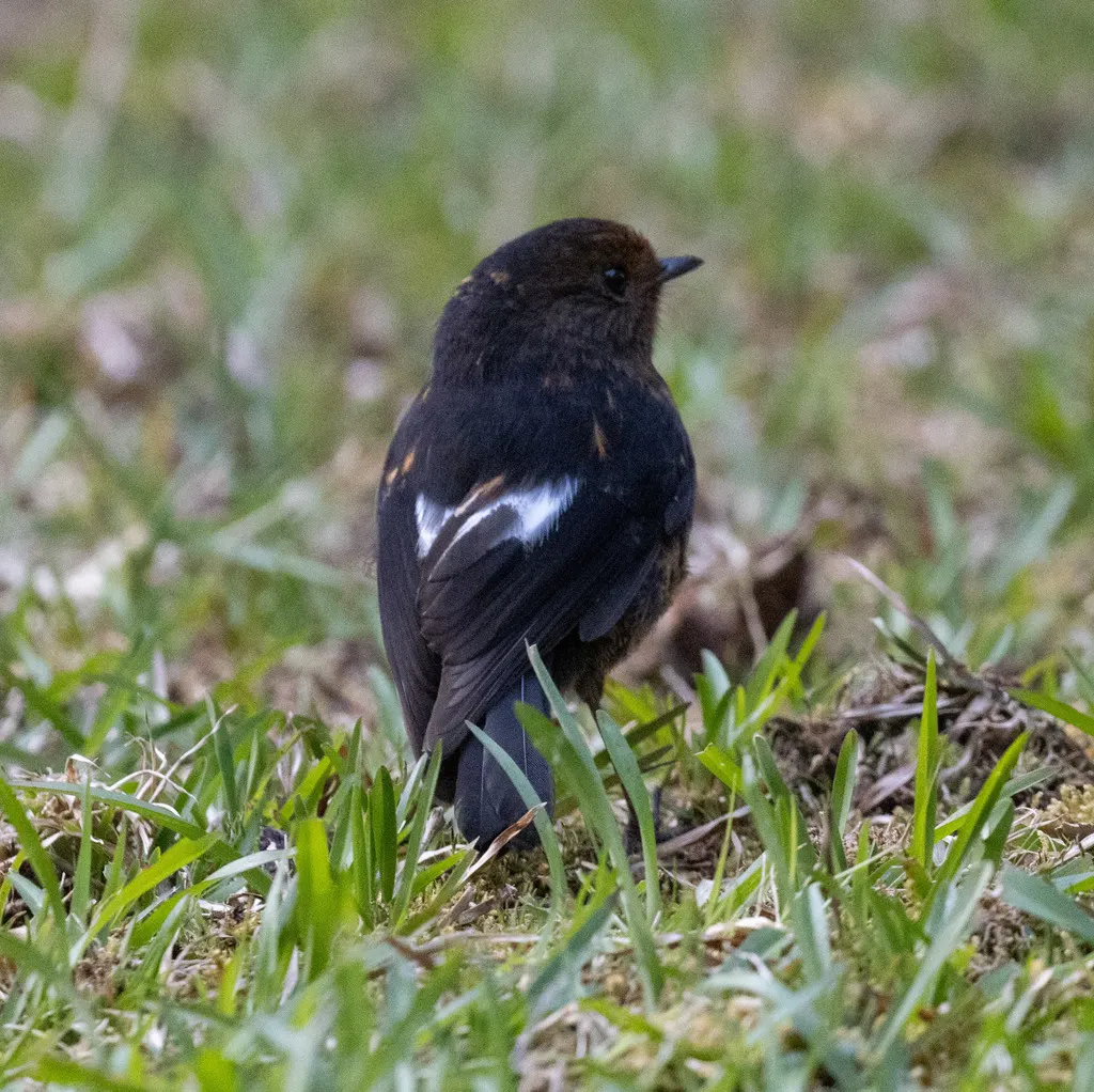 白翅薮鹟（Melanodryas sigillata）