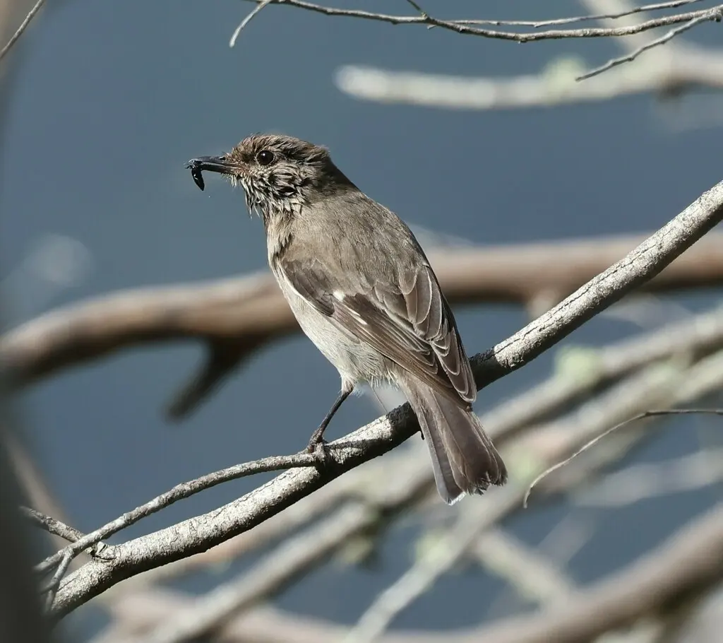 暗色鸲鹟(Melanodryas vittata)