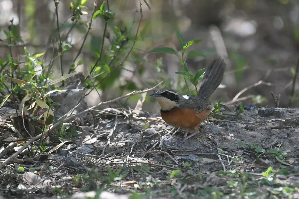 绿冠月胸窜鸟(Melanopareia maximiliani)