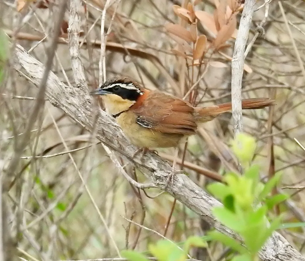 领月胸窜鸟(Melanopareia torquata)