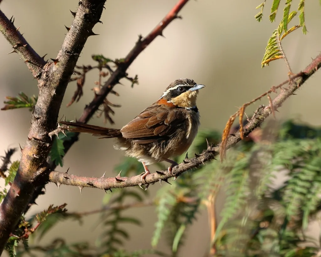 领月胸窜鸟(Melanopareia torquata)