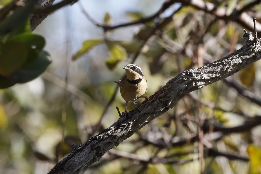 领月胸窜鸟(Melanopareia torquata)